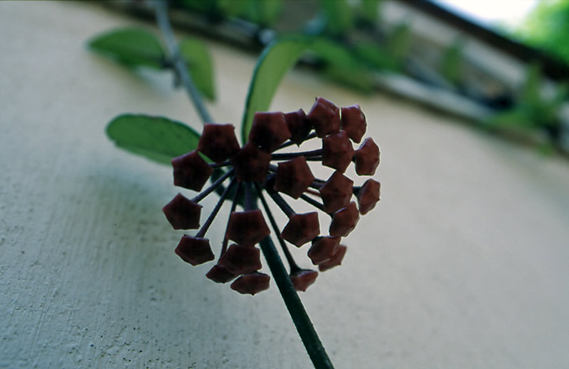 Bud