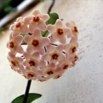 foto-flowers-rosered