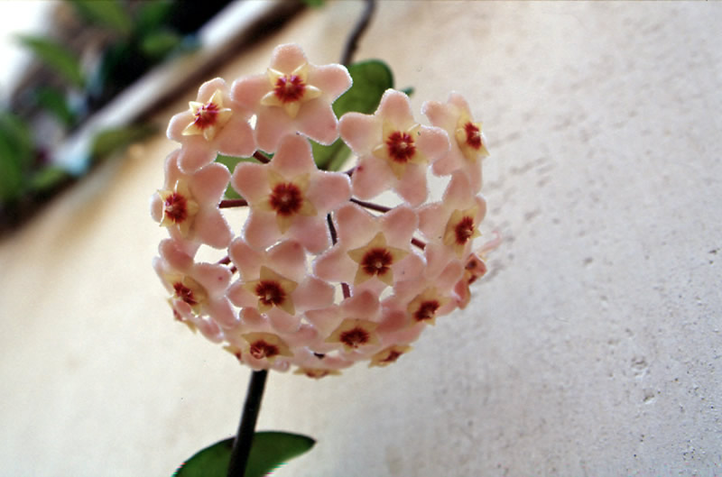 foto-flowers-rosered