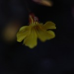 Nature Macro 8