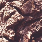 Nature 2 Macro 7