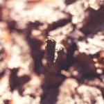 Nature 2 Macro 8
