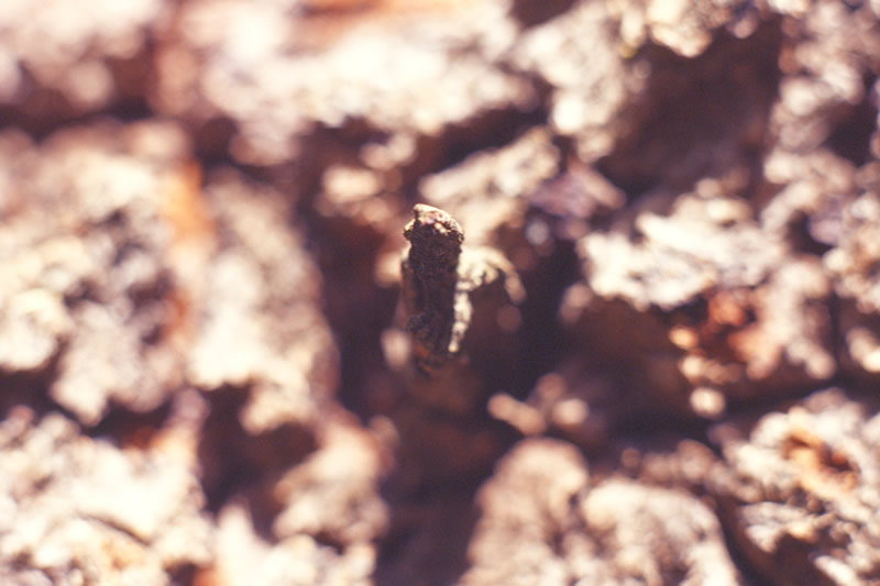 Nature 2 Macro 8