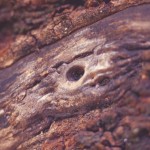 Nature 2 Macro 9
