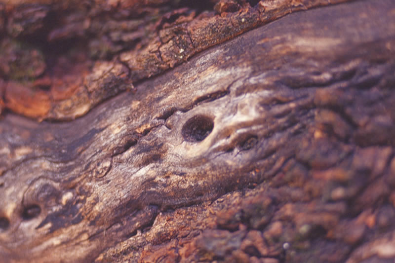 Nature 2 Macro 9