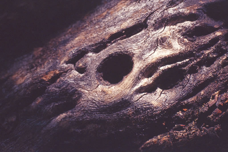 Nature 2 Macro 10
