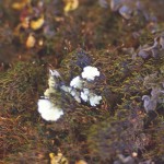 Nature 2 Macro 13