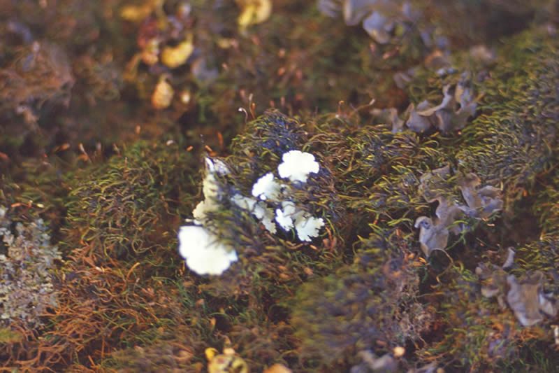 Nature 2 Macro 13
