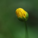 Nature 3 Macro 15