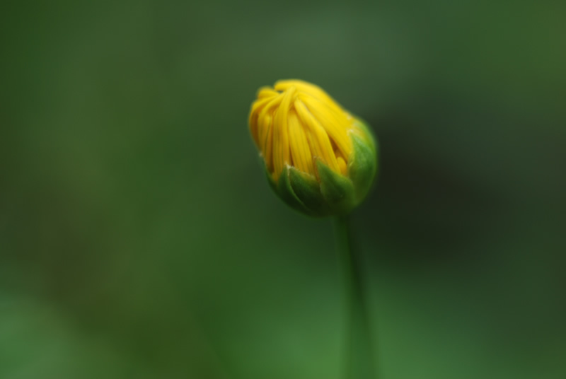 Nature 3 Macro 15