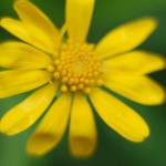 Nature 3 Macro 16
