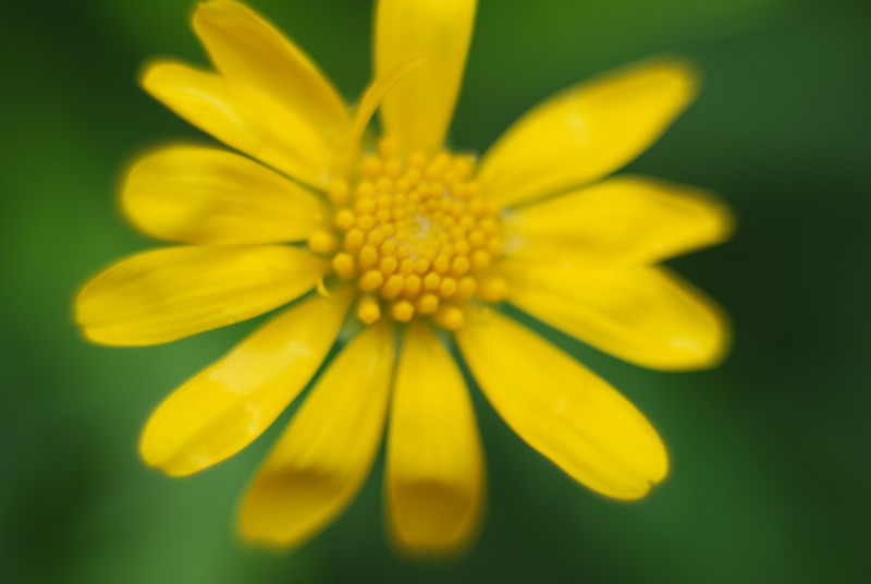 Nature 3 Macro 16