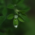 Nature 3 Macro 23