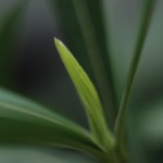 Nature 3 Macro 32