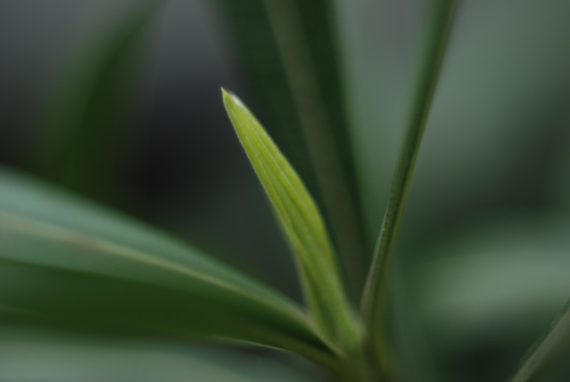 Nature 3 Macro 32