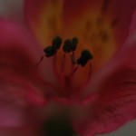 Nature 3 Macro 36
