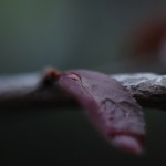Nature Macro 5