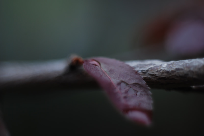 Nature Macro 5