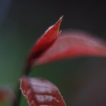 Nature Macro 10