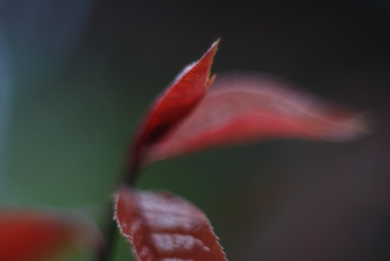 Nature Macro 10