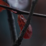 Nature Macro 20