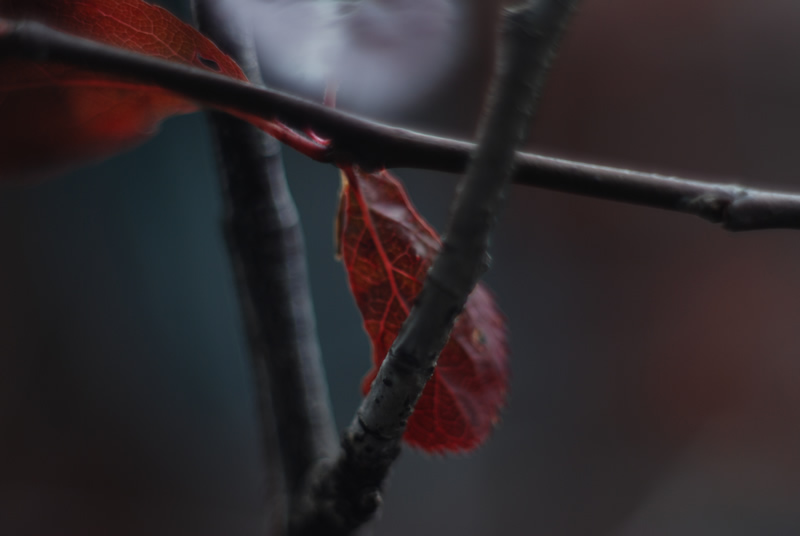 Nature Macro 20