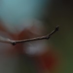 Nature Macro 21