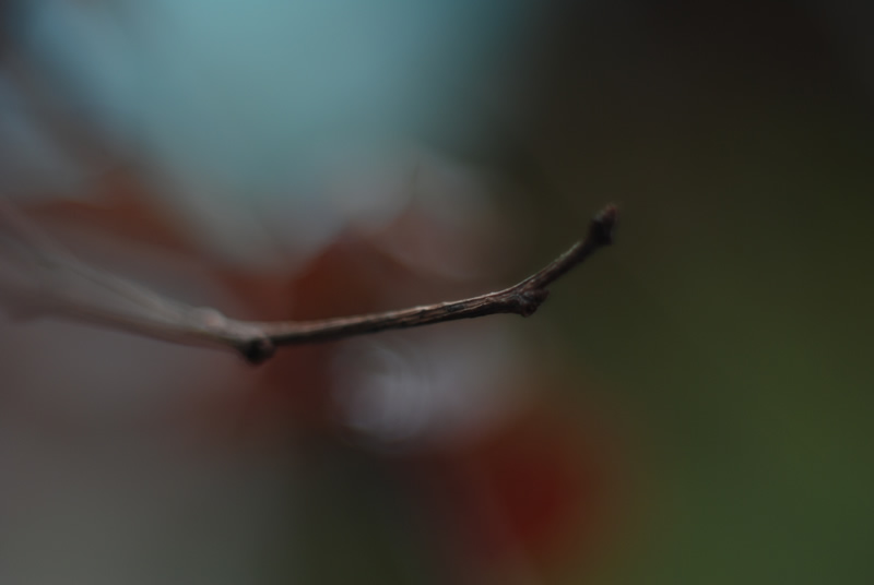 Nature Macro 21