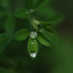 Drops©Mabel Ifran Photograpphy