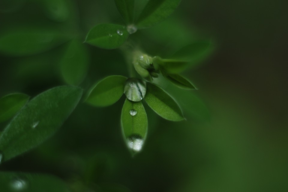 Drops©Mabel Ifran Photograpphy